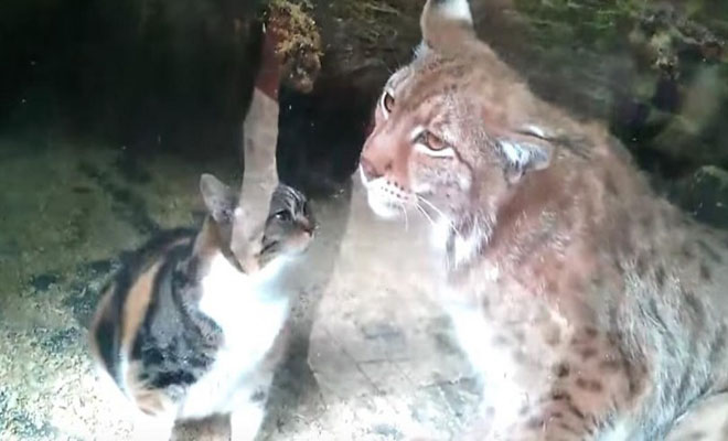 Γάτα έπεσε σε κλουβί άγριου λύγκα! – Η συνέχεια θα σας εκπλήξει… (βίντεο)